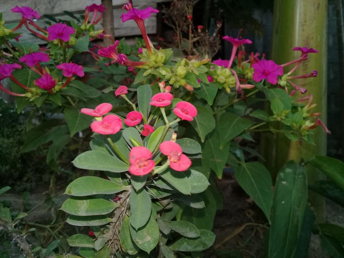 Guest House Nena Мойогалпа Екстериор снимка
